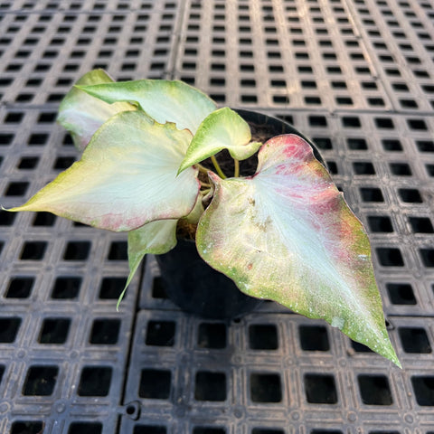 Caladium Lança - 08 | Entre Raízes Botânica - Detalhe 2