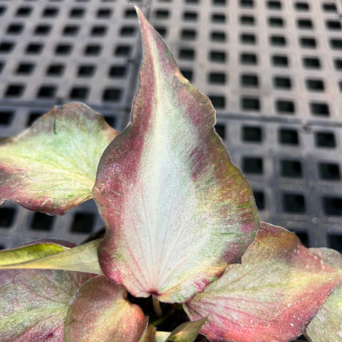 Caladium Lança - 07 | Entre Raízes Botânica
