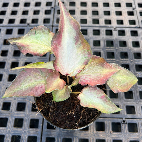 Caladium Lança - 07 | Entre Raízes Botânica - Detalhe 2