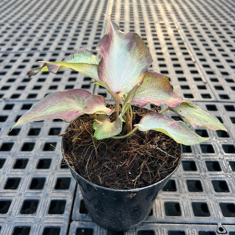 Caladium Lança - 07 | Entre Raízes Botânica - Detalhe 3