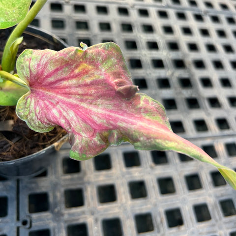Caladium Lança - 06 | Entre Raízes Botânica