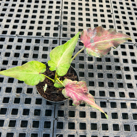 Caladium Lança - 06 | Entre Raízes Botânica - Detalhe 2