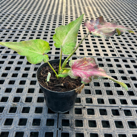 Caladium Lança - 06 | Entre Raízes Botânica - Detalhe 3