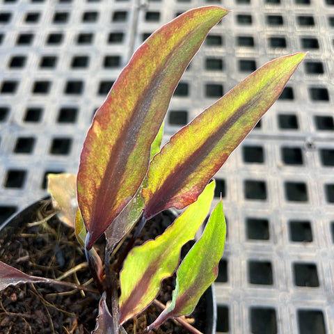 Caladium Lança - 10 | Entre Raízes Botânica