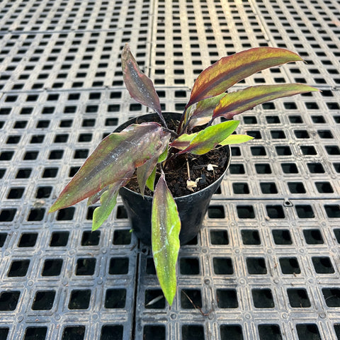 Caladium Lança - 10 | Entre Raízes Botânica - Detalhe 2