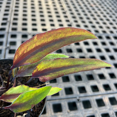 Caladium Lança - 10 | Entre Raízes Botânica - Detalhe 4