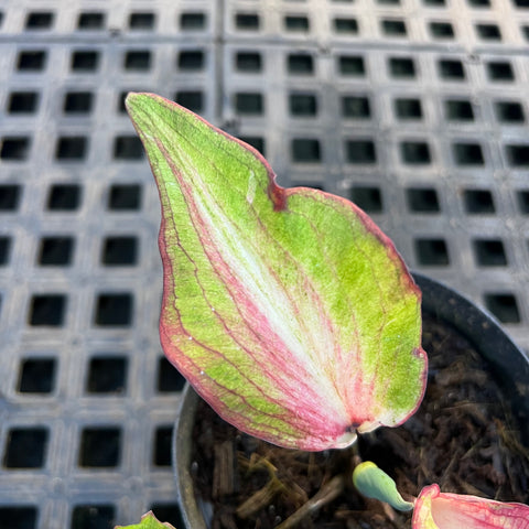 Caladium Lança - 01 | Entre Raízes Botânica