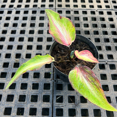 Caladium Lança - 01 | Entre Raízes Botânica - Detalhe 2