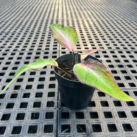 Caladium Lança - 01 | Entre Raízes Botânica - Detalhe 3