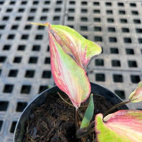 Caladium Lança - 01 | Entre Raízes Botânica - Detalhe 4