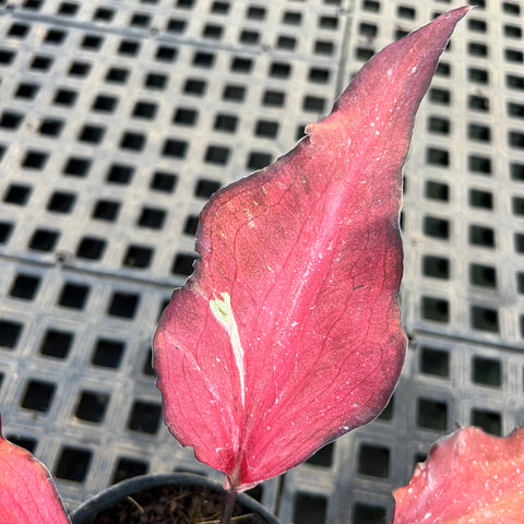 Caladium Lança - 04 | Entre Raízes Botânica