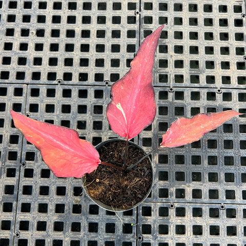 Caladium Lança - 04 | Entre Raízes Botânica - Detalhe 2