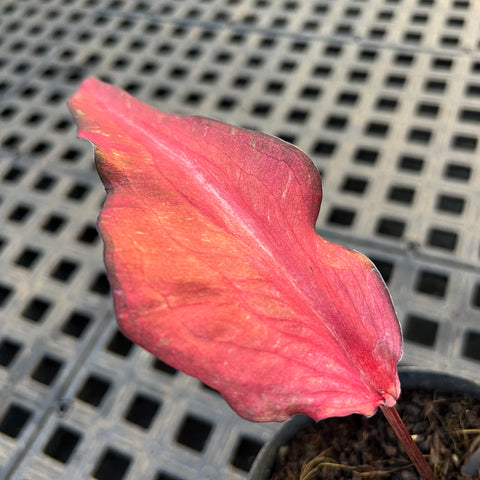 Caladium Lança - 02 | Entre Raízes Botânica