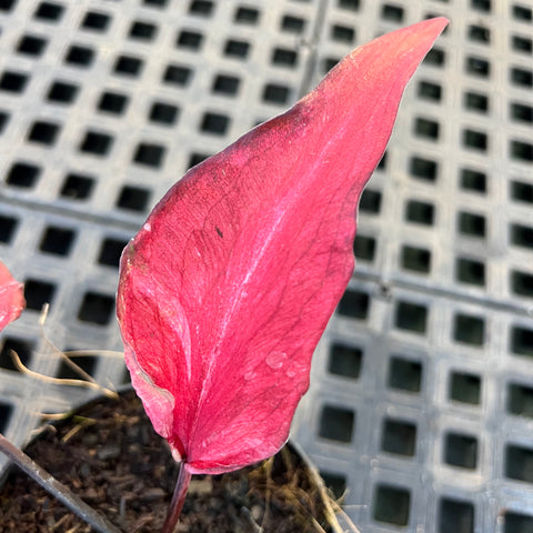 Caladium Lança - 02 | Entre Raízes Botânica - Detalhe 2