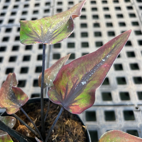 Caladium Lança - 03 | Entre Raízes Botânica