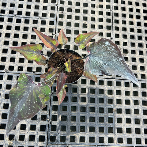 Caladium Lança - 03 | Entre Raízes Botânica - Detalhe 2