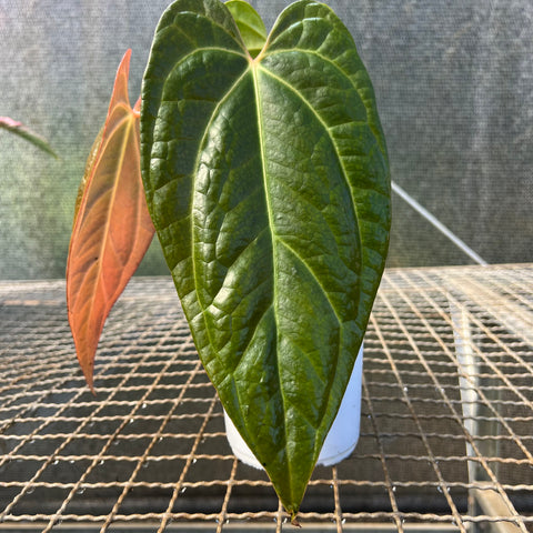 Anthurium papillilaminum 'self'