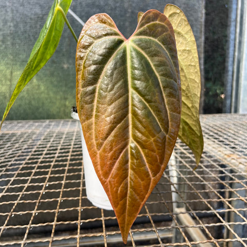 Anthurium papillilaminum 'self'