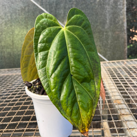 Anthurium papillilaminum 'self'