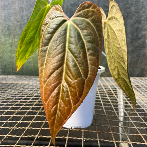 Anthurium papillilaminum 'self'