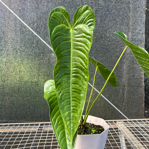 Anthurium veitchii x nymphaeifolium