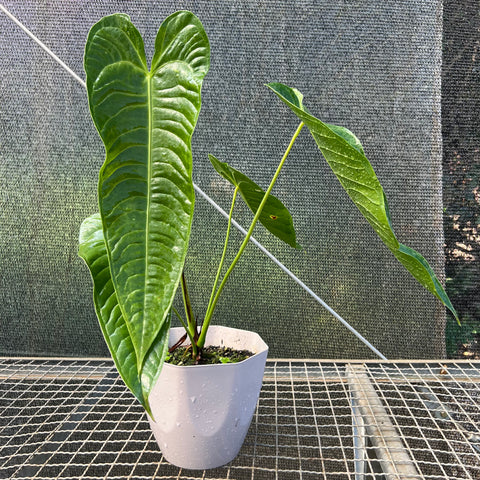 Anthurium veitchii x nymphaeifolium