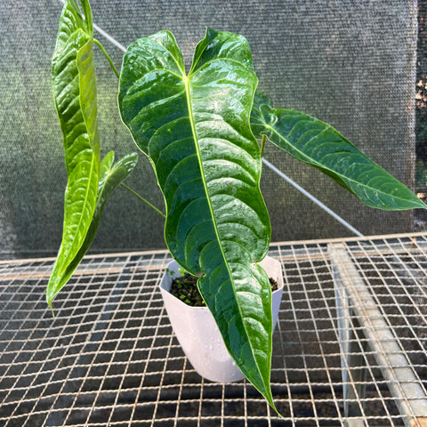 Anthurium veitchii x nymphaeifolium