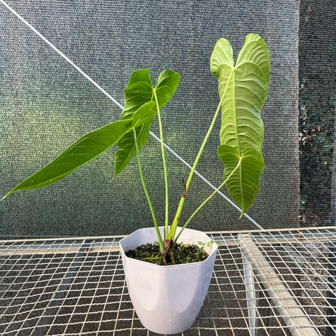Anthurium veitchii x nymphaeifolium