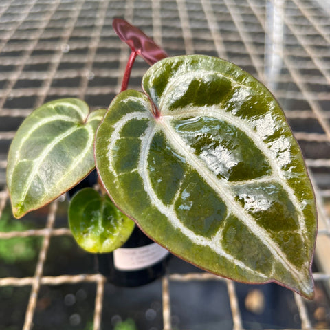 Anthurium (red. crystal NSE x dressleri) x michelle