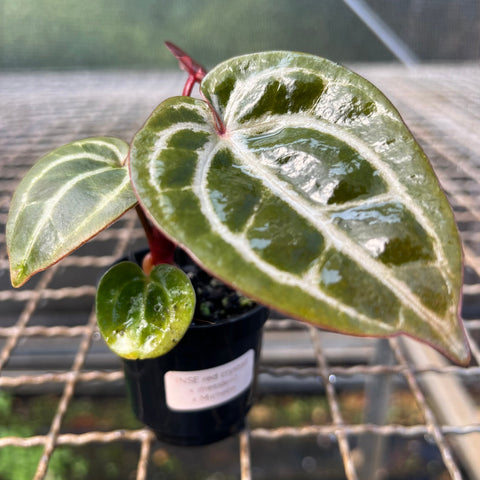Anthurium (red. crystal NSE x dressleri) x michelle