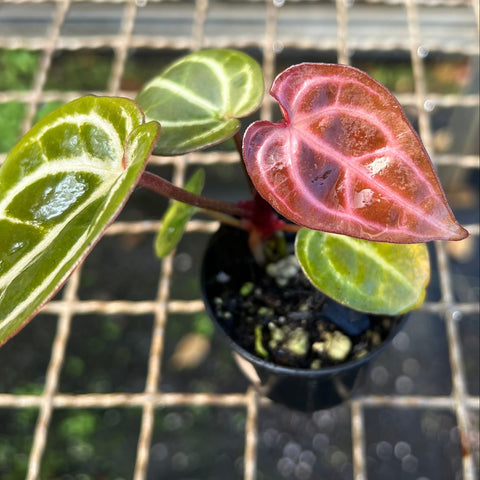 Anthurium (red. crystal NSE x dressleri) x michelle
