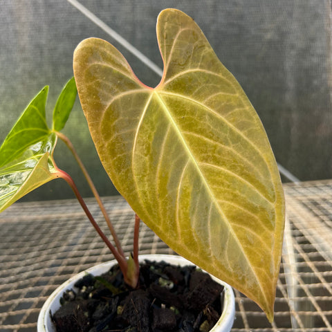 Anthurium 'Fast Velvet'  (papillilaminum x sanguineum)