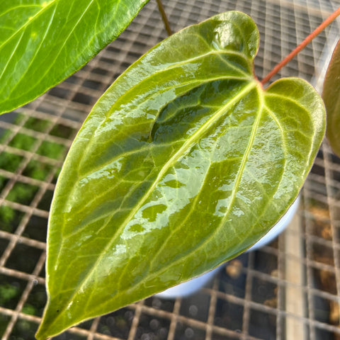 Anthurium 'Fast Velvet'  (papillilaminum x sanguineum)