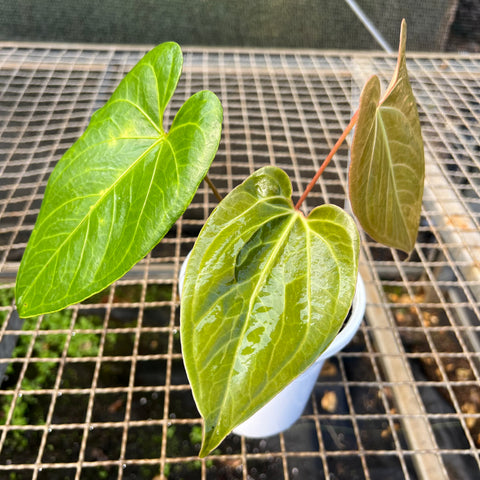 Anthurium 'Fast Velvet'  (papillilaminum x sanguineum)