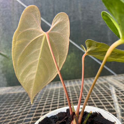 Anthurium 'Fast Velvet'  (papillilaminum x sanguineum)