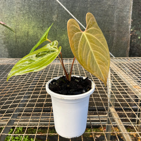 Anthurium 'Fast Velvet'  (papillilaminum x sanguineum)