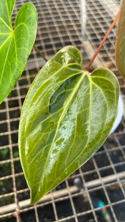 Anthurium 'Fast Velvet'  (papillilaminum x sanguineum)