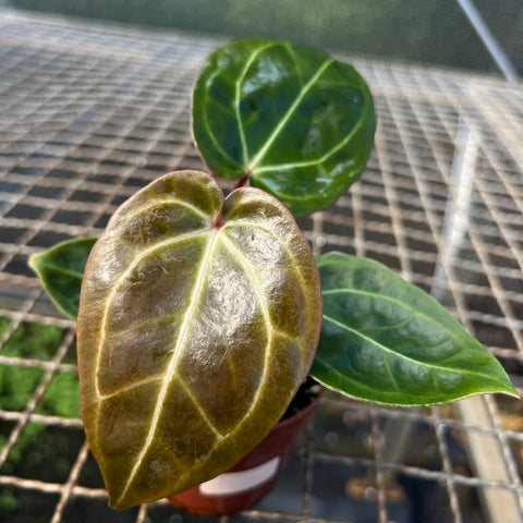 Anthurium NOID scott chen x (michele x zara)