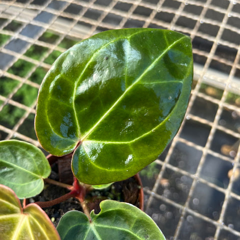 Anthurium NOID scott chen x (michele x zara)