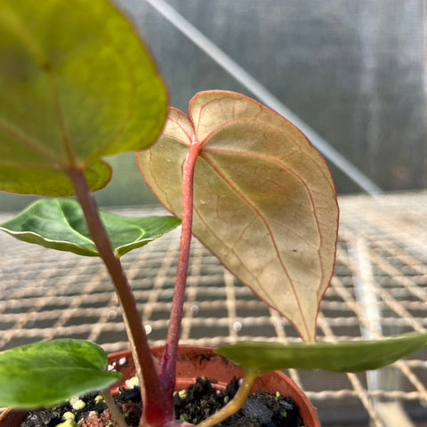 Anthurium NOID scott chen x (michele x zara)