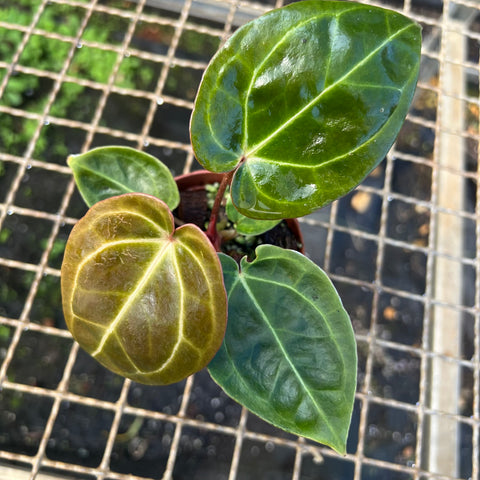 Anthurium NOID scott chen x (michele x zara)