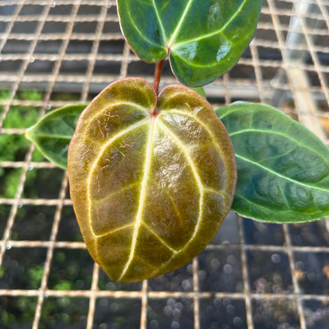 Anthurium NOID scott chen x (michele x zara)
