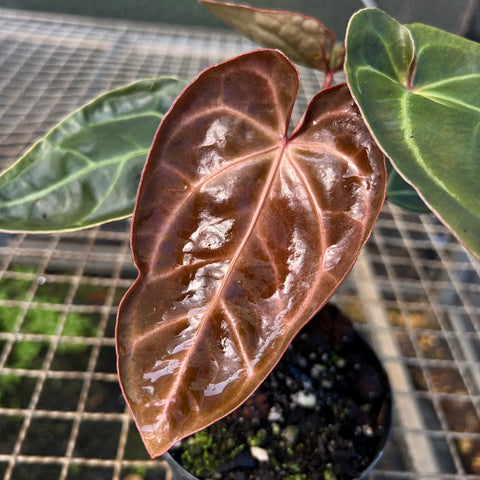Anthurium 'Ace of Spades'