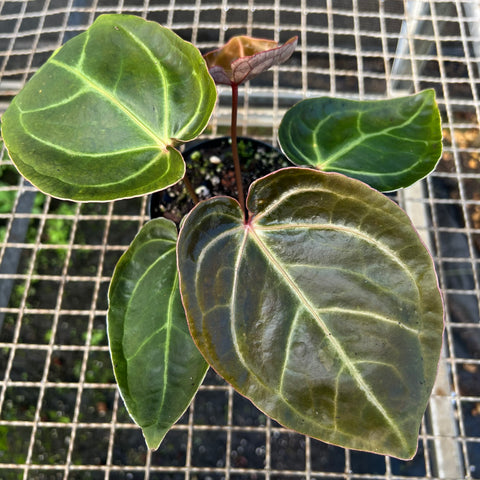 Anthurium 'Ace of Spades'