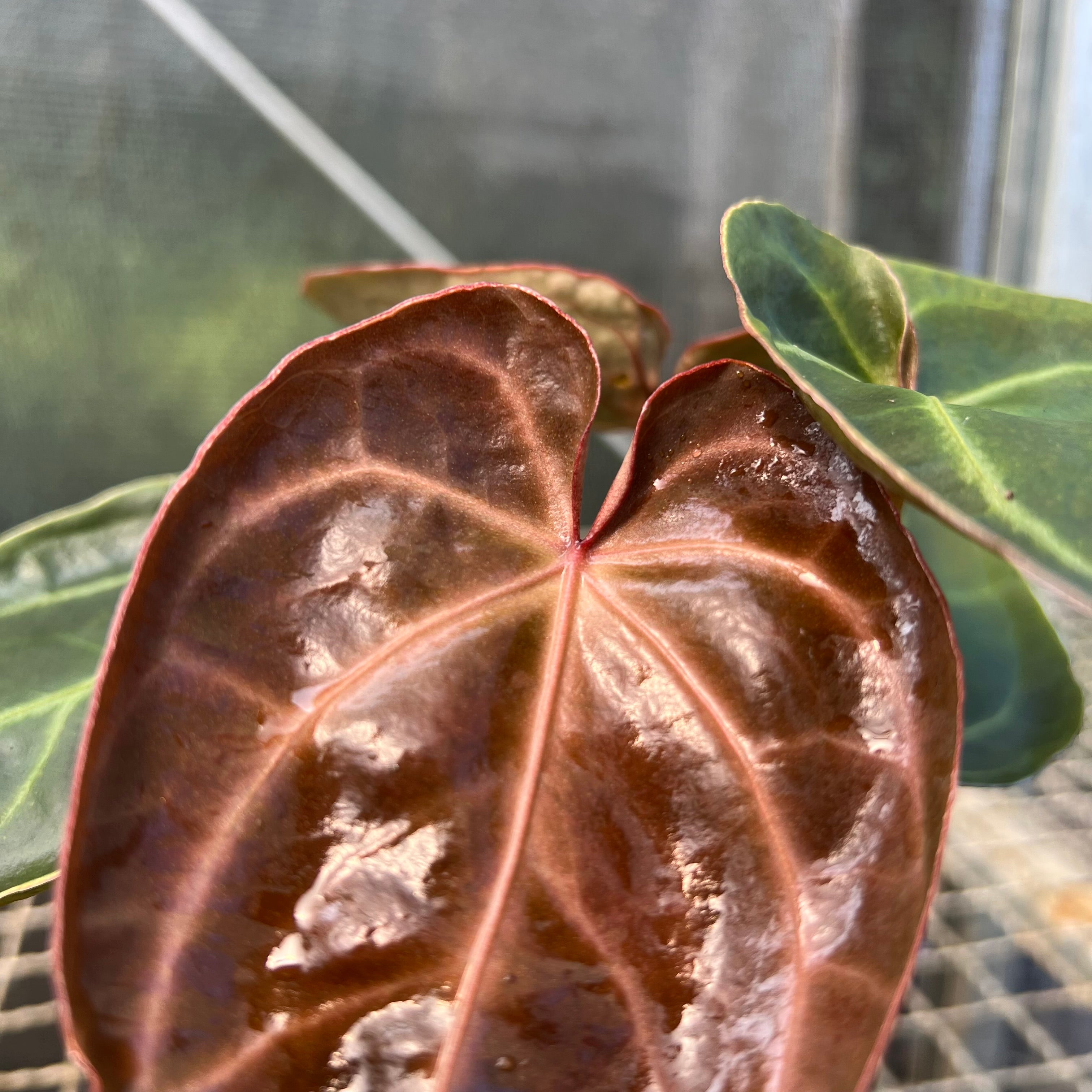 Anthurium 'Ace of Spades' – Entre Raízes Botânica
