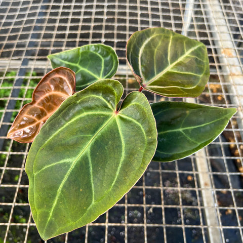 Anthurium 'Ace of Spades'