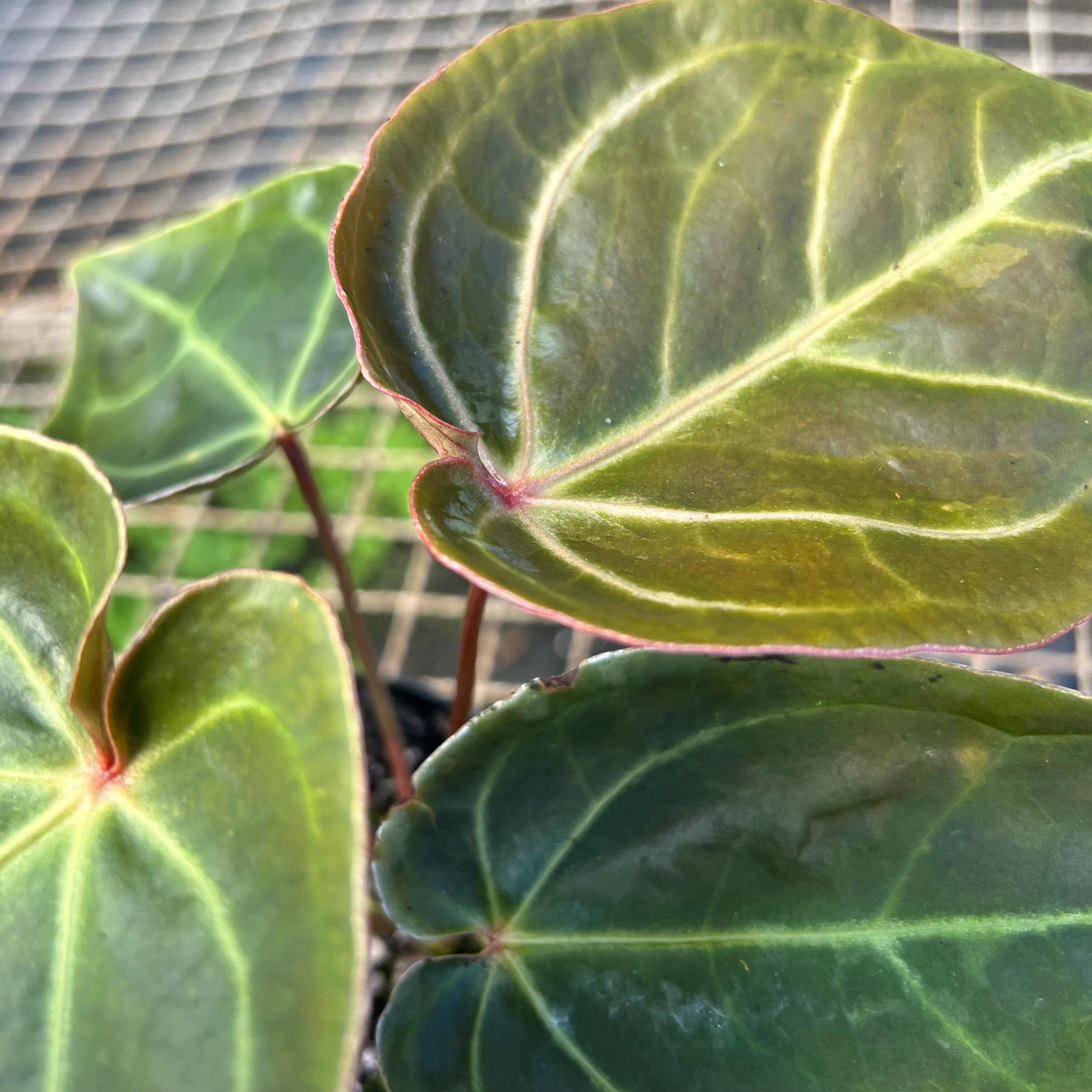 Anthurium 'Ace of Spades' – Entre Raízes Botânica