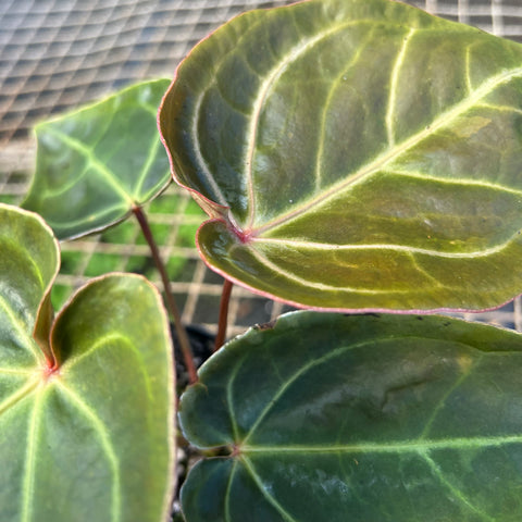 Anthurium 'Ace of Spades'
