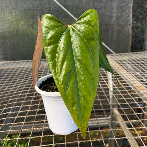 Anthurium 'Dark Rubri' (papillilaminum x rubrinervium)