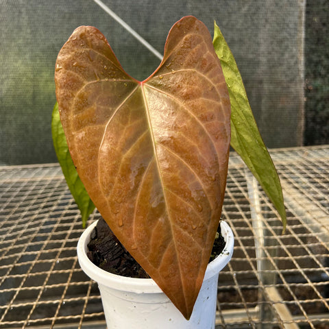 Anthurium 'Dark Rubri' (papillilaminum x rubrinervium)